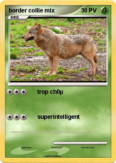 Pokemon border collie mix