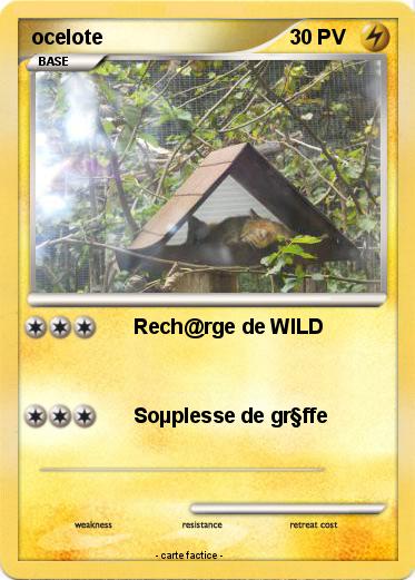 Pokemon ocelote