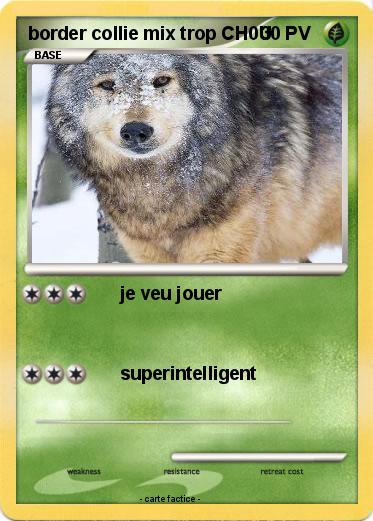 Pokemon border collie mix trop CH0U