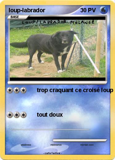 Pokemon loup-labrador