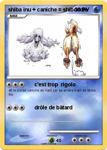 Pokemon shiba inu + caniche = shiboodle