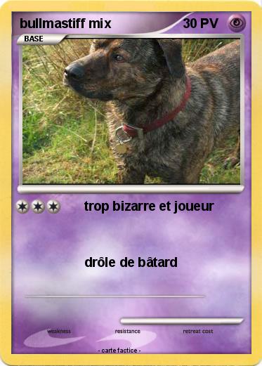 Pokemon bullmastiff mix