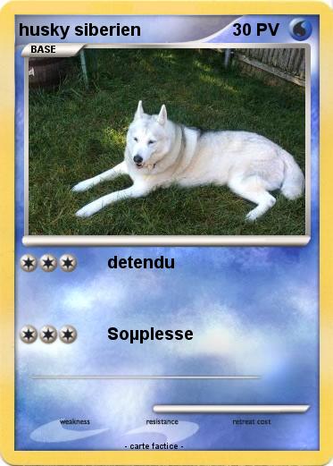 Pokemon husky siberien