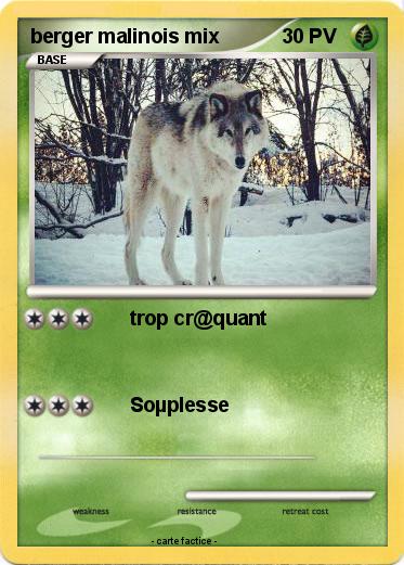 Pokemon berger malinois mix
