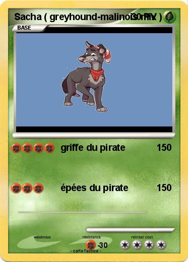 Pokemon Sacha ( greyhound-malinois mix )