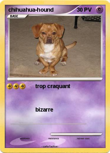 Pokemon chihuahua-hound