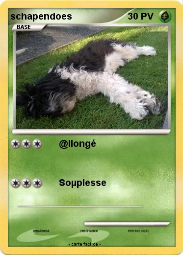 Pokemon schapendoes