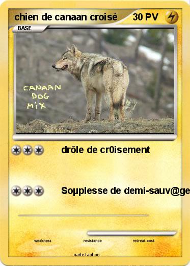 Pokemon chien de canaan croisé