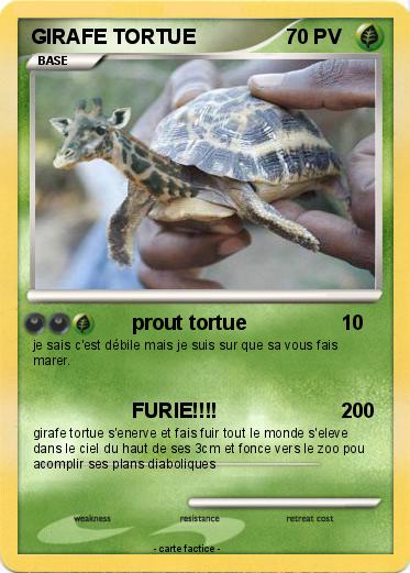 Pokemon GIRAFE TORTUE