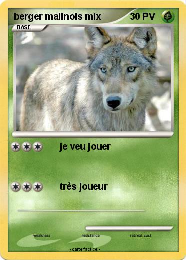 Pokemon berger malinois mix