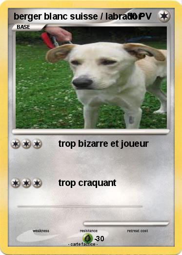 Pokemon berger blanc suisse / labrador