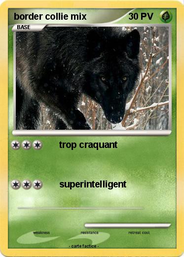 Pokemon border collie mix