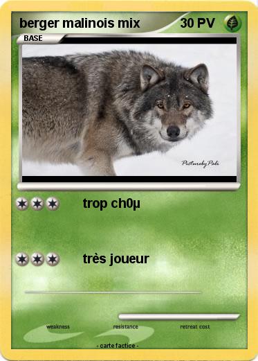 Pokemon berger malinois mix