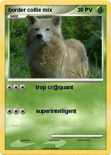 Pokemon border collie mix