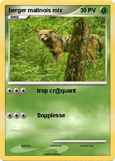 Pokemon berger malinois mix
