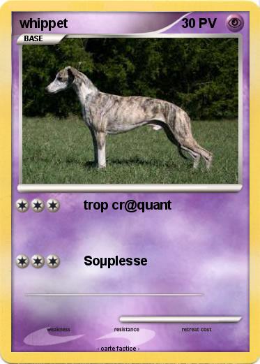 Pokemon whippet
