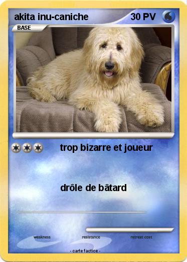 Pokemon akita inu-caniche