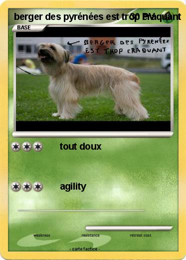 Pokemon berger des pyrénées est trop craquant
