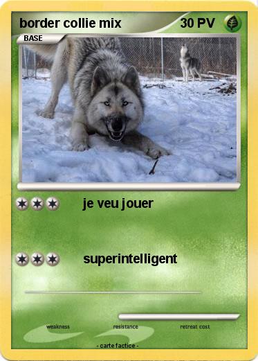 Pokemon border collie mix