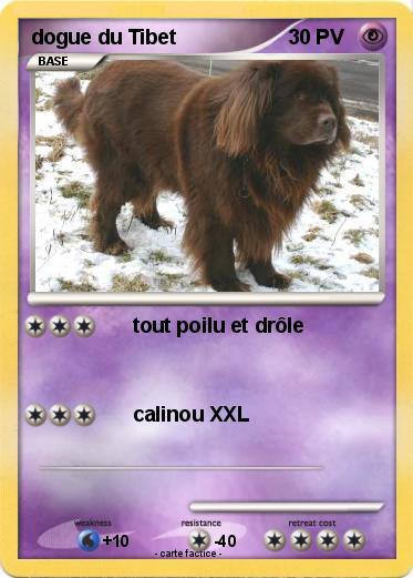 Pokemon dogue du Tibet