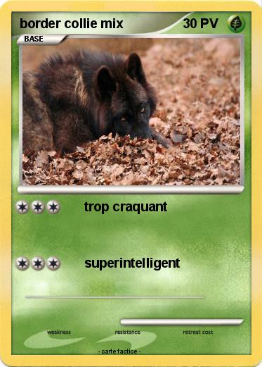 Pokemon border collie mix