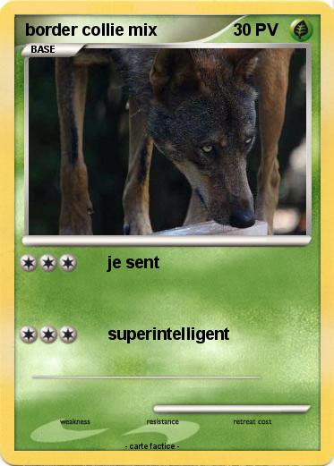 Pokemon border collie mix