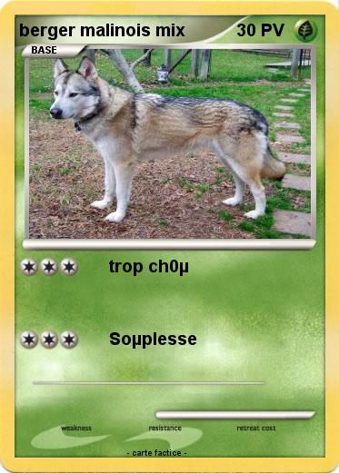 Pokemon berger malinois mix