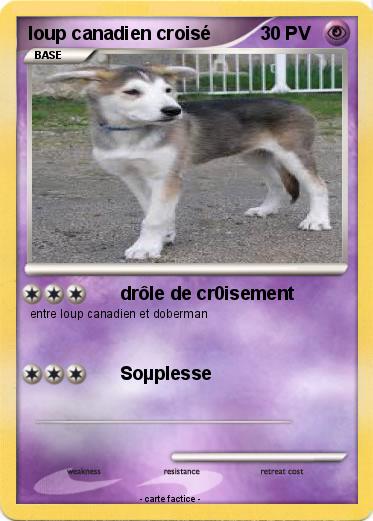 Pokemon loup canadien croisé