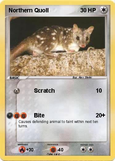 Pokemon Northern Quoll