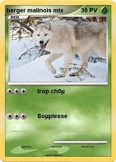 Pokemon berger malinois mix