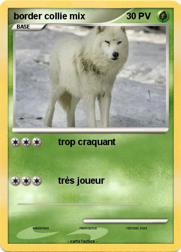 Pokemon border collie mix