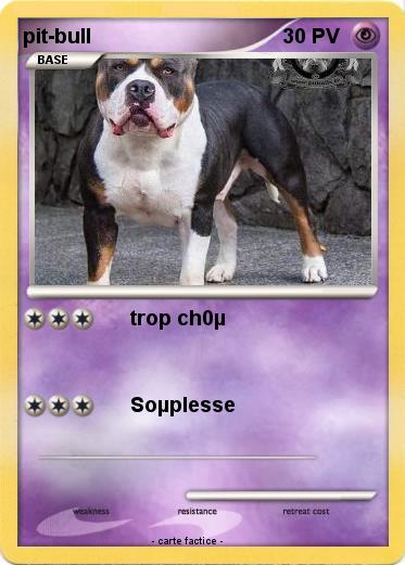 Pokemon pit-bull