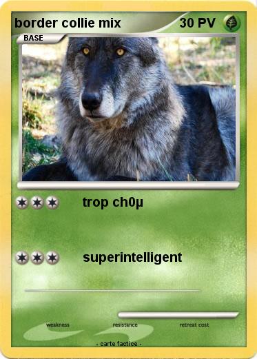 Pokemon border collie mix