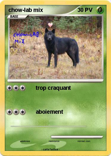 Pokemon chow-lab mix