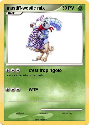 Pokemon mastiff-westie mix