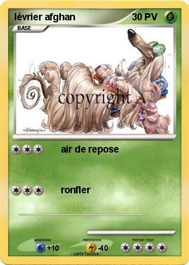 Pokemon lévrier afghan