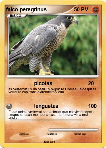 Pokemon falco peregrinus