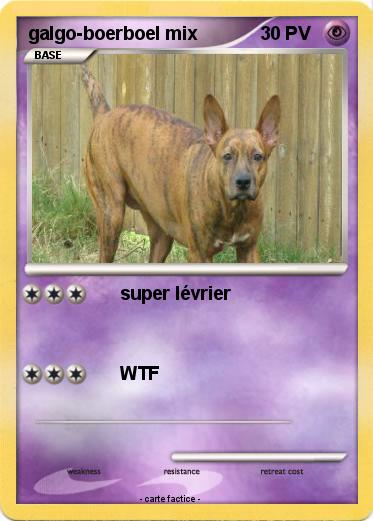 Pokemon galgo-boerboel mix