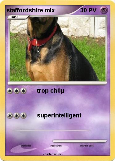 Pokemon staffordshire mix