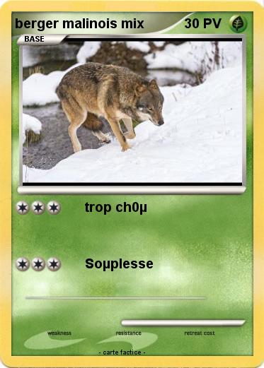 Pokemon berger malinois mix