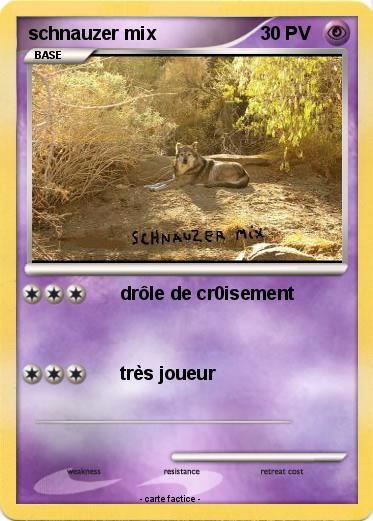 Pokemon schnauzer mix