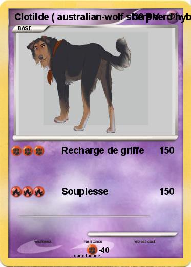 Pokemon Clotilde ( australian-wolf sherpherd hybride )