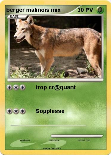 Pokemon berger malinois mix