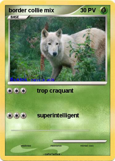 Pokemon border collie mix