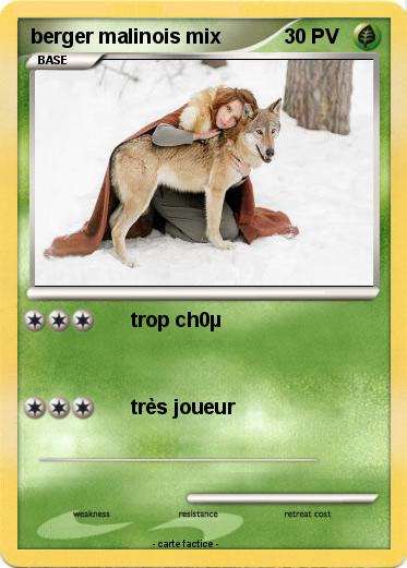 Pokemon berger malinois mix