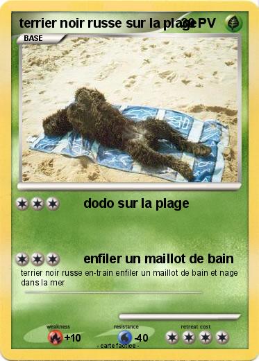 Pokemon terrier noir russe sur la plage