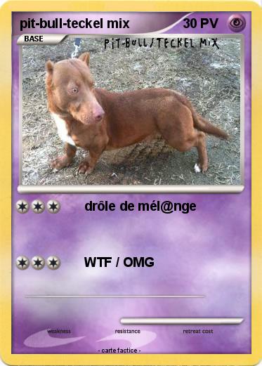 Pokemon pit-bull-teckel mix
