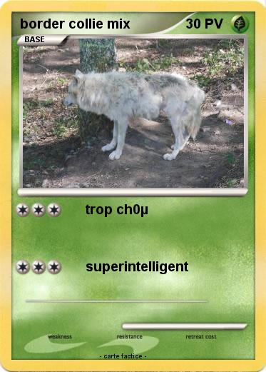Pokemon border collie mix