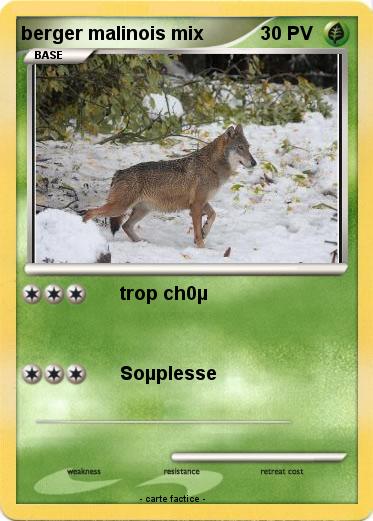 Pokemon berger malinois mix