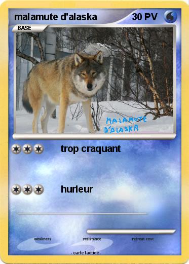 Pokemon malamute d'alaska